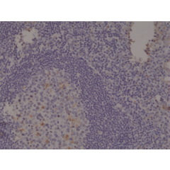Immunohistochemical staining of formalin fixed and paraffin embedded human Tonsil tissue section using anti-Spastin rabbit monoclonal antibody (Clone RM346) at a 1:1000 dilution.