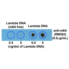 Dot blot of Lambda DNA without or with m6A, using anti-m6A antibody (RM362). The membrane was pre-spotted with 5, and 0.5 ng/dot of lambda DNA. m6A-free DNA was isolated from bacteriophage lambda grown in an E. coli host-deficient in adenine methylase (da