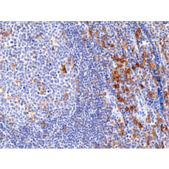 Immunohistochemical staining of formalin fixed and paraffin embedded human tonsil tissue section using anti-CD33 rabbit monoclonal antibody (Clone RM398) at a 1:100 dilution.