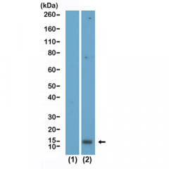 anti-Acetyl-Histone H2A.X (Lys5), Rabbit Monoclonal (RM445)