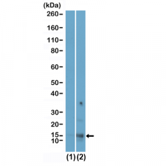 anti-Acetyl-Histone H2A.X (Lys9), Rabbit Monoclonal (RM446)