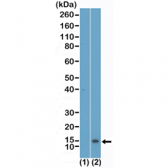 anti-Monomethyl-Histone H4 (Lys5), Rabbit Monoclonal (RM457)