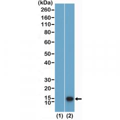 anti-Monomethyl-Histone H4 (Lys12), Rabbit Monoclonal (RM458)