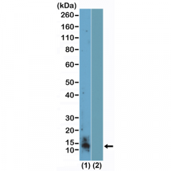 anti-Symmetric Dimethyl-Histone H4 (Arg3), Rabbit Monoclonal (RM459)