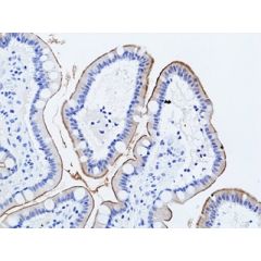 anti-MUC-17 (Mucin-17) (human), Rabbit Monoclonal (RM517)