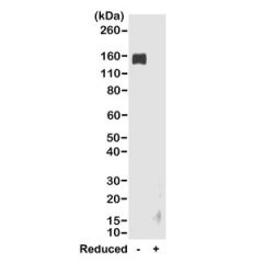 Western blot of nonreduced(-) and reduced(+) rabbit IgG (20ng/lane), using 0.2ug/mL of RevMAb clone RMG02. This antibody reacts to nonreduced rabbit IgG (~150 kDa).