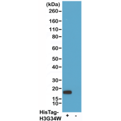 Western blot of 293T cells transfected (+) or untransfected (-) with a DNA construct encoding His-Tag Histone H3 (G34W) protein, using chimeric human anti-HisTag antibody Clone RMH01 at 0.2ug/mL, followed by a HRP conjugated anti-Human IgG secondary antib