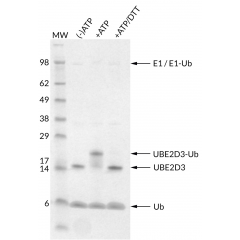 Thioester Activity Assay: UBE2D3 (UbcH5c) forms a thioester with Ub in an ATP-dependent manner and the bond can be reduced with addition of access DTT. Confirms the activity of UBE2D3.