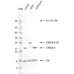 Thioester Activity Assay: UBE2L3 (UbcH7) forms a thioester with Ub in an ATP-dependent manner and the bond can be reduced with addition of access DTT. Confirms the activity of UBE2L3.