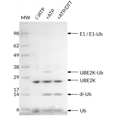 Thioester Activity Assay: UBE2K forms a thioester with Ub in an ATP-dependent manner and the bond can be reduced with addition of excess DTT. The thioester assay also shows di-ubiquitin formation with addition of ATP. This confirms the activity of 
