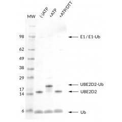 Thioester Activity Assay: UBE2D2 (UbcH5b) forms a thioester with UB in an ATP dependent manner and the bond can be reduced with addition of access DTT. Confirms the activity of UBE2D2.