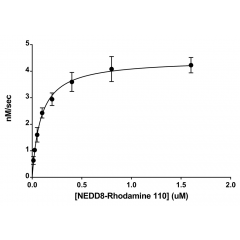 Michaelis–Menten Kinetics: NEDD8 Rhodamine 110 serially diluted from 1.6 to 0.0125µM was digested with 30pM NEDP1 over time. The assay was carried out in a reaction buffer of 50mM HEPES pH 7.5, 1mM TCEP, 0.1 mg/ml BSA, at 25°C. Initial velocities a