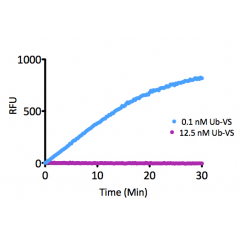 Kinetic Activity: UCHL3 (SBB-DE0023) activity with Ubiquitin-AMC (SBB-PS0043) measured in the presence of 12.5nM and 0.1nM Ubiquitin vinyl sulfone (SBB-PS0032).