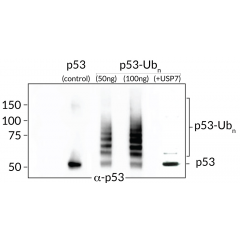 Ubiquitinated-p53 Western Blot: From left to right: Control His6-p53 (50ng), ubiquitinated-p53 (50ng and 100ng) and ubiquitinated-p53 digested with USP7 (50ng).