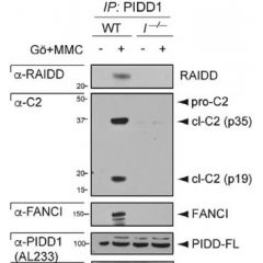 anti-PIDD, pAb (AL233)