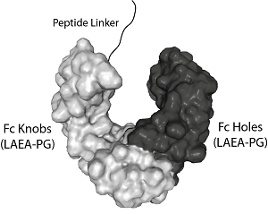 Protein structure of Fc (LAEA-PG)-KIH (mouse) IgG2b Control (rec.) (Prod. No. AG-35B-0019).