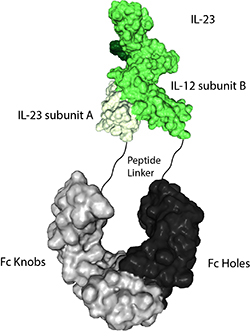 Protein structure of IL-23 (mouse):Fc-KIH (human) (rec.) (Prod. No. AG-40B-0235) containing a single heterodimer.