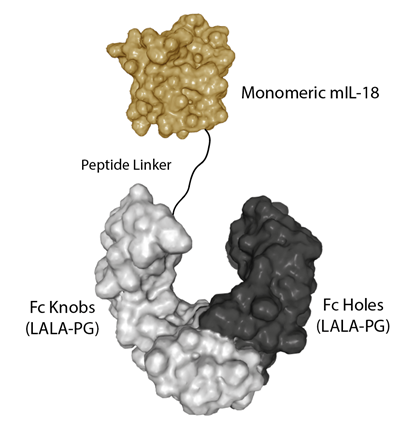 Protein structure of IL-18 (mouse) (monomer):Fc (silent) InVivoKine&trade; (Prod. No. AG-40B-0284).
