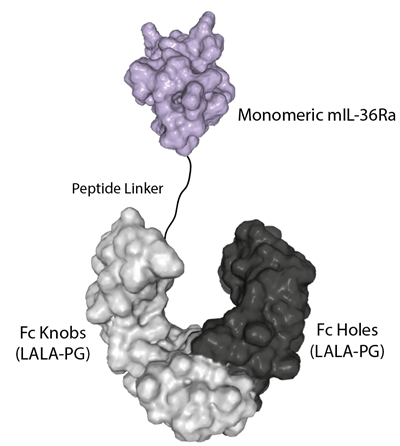 Protein structure of IL-36Ra (mouse) (monomer):Fc (silent) InVivoKine™ (Prod. No. AG-40B-0285). Protein structure of IL-36Ra (mouse) (monomer):Fc (silent) InVivoKine™ (Prod. No. AG-40B-0285).