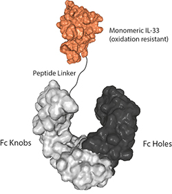 Protein structure of IL-33 (oxidation resistant) (human) (monomeric):Fc-KIH (human) (rec.) (Prod. No. AG-40B-0233).