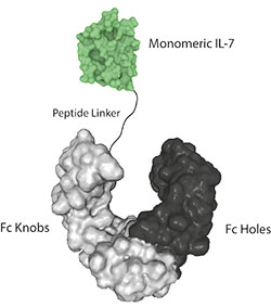 Protein structure of IL-7 (human) (monomeric):Fc-KIH (human) (rec.) (Prod. No. AG-40B-0238).
