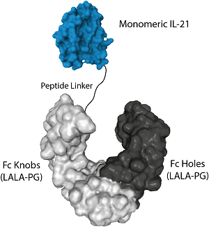 Protein structure of IL-21 (mouse) (monomeric):Fc (LALA-PG)-KIH (human) (rec.) (Prod. No. AG-40B-0250).