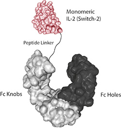 Protein structure of IL-2 (human) (Switch-2) (monomeric):Fc-KIH (human) (rec.) (Prod. No. AG-40B-0234).