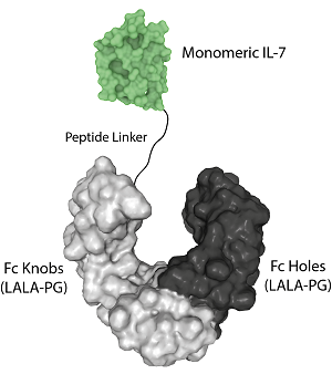 Protein structure of IL-7 (human) (monomeric):Fc (LALA-PG)-KIH (human) ) (rec.) (Prod. No. AG-40B-0247).