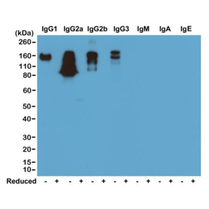 Western blot of nonreduced(-) and reduced(+) mouse immunoglobulins (20ng/lane), using 0.2ug/mL of RevMAb clone RM104. This antibody reacts to nonreduced mouse IgG1, IgG2a, IgG2b, and IgG3. It showed no cross reactivity with IgM, IgA, or IgE.