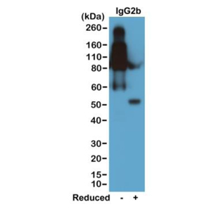 Western blot of nonreduced(-) and reduced(+) mouse IgG2b (20ng/lane), using 0.2ug/mL of RevMAb clone RM108. This antibody reacts to nonreduced IgG2b (~150 kDa) much stronger than the reduced gamma2b form (~50 kDa).