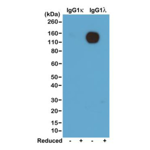 Western blot of nonreduced(-) and reduced(+) mouse IgG1kappa and IgG1lambda (20ng/lane), using 0.2ug/mL of RevMAb clone RM110. This antibody reacts to nonreduced IgG1lambda.