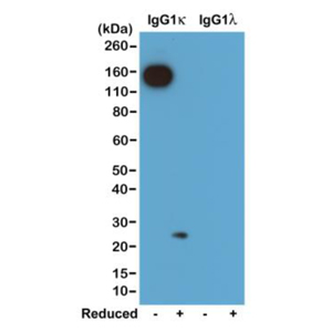 Western blot of nonreduced(-) and reduced(+) mouse IgG1kappa and IgG1lambda (20ng/lane), using 0.2ug/mL of RevMAb clone RM103. This antibody reacts to nonreduced IgG1kappa (~150 kDa), and slightly reacts to reduced kappa light chain (~25 kDa).