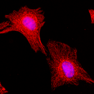 Immunocytochemical staining of HeLa cells, using Anti-alpha-Tubulin RevMAb Clone RM113 at 1/200 dilution (red). Nuclei have been labeled with DAPI (blue).
