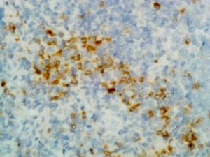 ELISA of mouse immunoglobulins shows RMG07 reacts to mouse IgG1, IgG2a, IgG2b, and IgG3; no cross reactivity with IgM, IgA, IgE, human IgG, rat IgG, and rabbit IgG. The plate was coated with 50 ng/well of different immunoglobulins. 500ng/mL, 200 ng/mL, or