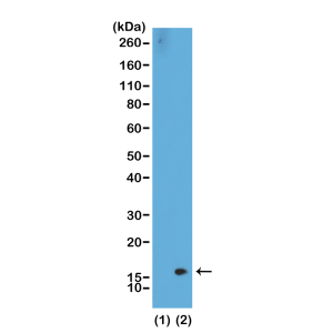 Western Blot of recombinant histone H3.3 (1) and acid extracts of HeLa cells (2), using RM141 at 0.5 ug/mL, showed a band of histone H3 dimethylated at Lysine 36 (K36me2) in HeLa cells.