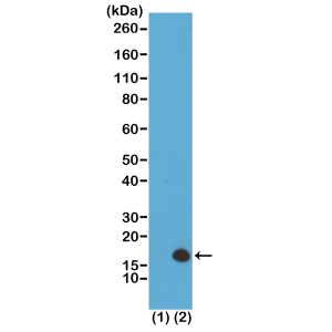 Western Blot of recombinant histone H3.3 (1) and acid extracts of HeLa cells (2), using RM157 at 0.5 ug/mL, showed a band of histone H3 trimethylated at Lysine 79 (K79me3) in HeLa cells.