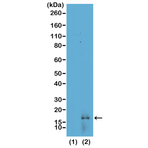 Western Blot of recombinant histone H3.3 (1) and acid extracts of HeLa cells (2), using RM165 at 0.25 ug/mL, showed a band of histone H3 dimethylated at Lysine 14 (K14me2) in HeLa cells