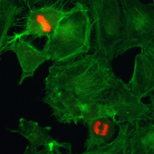 Immunocytochemistry of HeLa cells using Phospho-Histone H3 (Ser10) Rabbit mAb RM163 (red). Actin filaments have been labeled with fluorescein phalloidin (green).