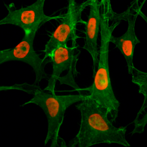 Immunocytochemistry of HeLa cells treated with sodium butyrate, using Acetyl-Histone H3 (Lys56) Rabbit mAb RM179 (red). Actin filaments have been labeled with fluorescein phalloidin (green).