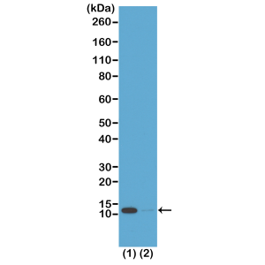 Western Blot of acid extracts from: (1) HeLa cells treated with sodium butyrate; (2) HeLa cells untreated. Using RM204 at 0.5 ug/mL, showed a band of Histone H4 acetylated at Lysine 16 in HeLa cells.