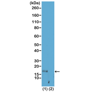 Western Blot of acid extracts of HeLa cells (1) and recombinant histone H3.3 (2), using RM180 at 1 ug/mL, showed a band of histone H3 monomethylated at Lysine 56 (K56me1) in HeLa cells