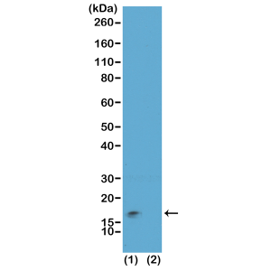 Western Blot of acid extracts of HeLa cells (1) and recombinant histone H3.3 (2), using RM162 at 0. 01 ug/mL, showed a band of histone H3 modified by both trimethylation at lysine 9 and phosphorylation at serine 10 (K9me3/S10p) in HeLa cells.