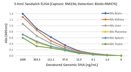 Detection of 5-Hydroxymethylcytosine in mouse different tissues genomic DNA. Sandwich ELISA using anti-5-Hydroxymethylcytosine (clone RM236) as the capture antibody (50ng/well at 1ug/mL), and biotinylated anti-Adenine and Guanine (clone RM476) as the detection antibody (0.2ug/mL), followed by an AP-conjugated streptavidin.