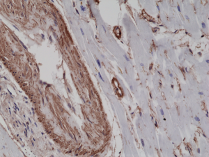 Immunohistochemical staining of formalin fixed and paraffin embedded human heart tissue sections using Anti-alpha smooth muscle Actin RM253 at a 1:2500 dilution.