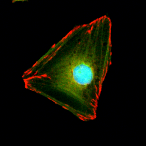 Immunocytochemical staining of HeLa cells, using anti-Paxillin rabbit monoclonal Antibody Clone RM256 (red). Actin filaments have been labeled with fluorescein phalloidin (green), and nucleus labeled with DAPI (blue).