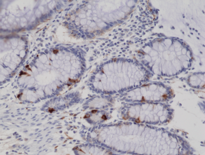 Immunohistochemical staining of formalin fixed and paraffin embedded human colon tissue sections using anti-Synaptophysin rabbit monoclonal antibody (Clone RM258) at a 1:200 dilution.