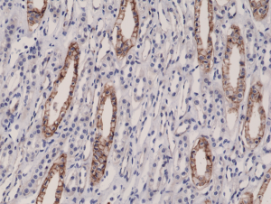 Immunohistochemical staining of formalin fixed and paraffin embedded human kidney tissue sections using Anti-JAM1 Rabbit Monoclonal Antibody (Clone RM275) at a 1:10000 dilution.