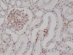 Immunohistochemical staining of formalin fixed and paraffin embedded human kidney tissue section using anti-CD34 rabbit monoclonal antibody (Clone RM300) at a 1:200 dilution.