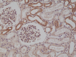 Immunohistochemical staining of formalin fixed and paraffin embedded human kidney tissue section using anti-MyD88 rabbit monoclonal antibody (Clone RM306) at a 1:250 dilution.