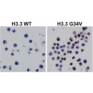 anti-Histone H3.3 G34V (human), Rabbit Monoclonal (RM307) (Biotin)